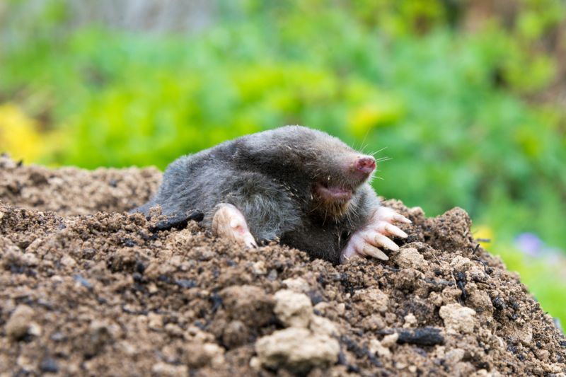 Mole Control detail