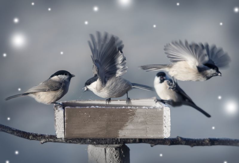 Seasonal Wildlife Problems For Homeowners